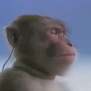 Meet your Posher, Quinn